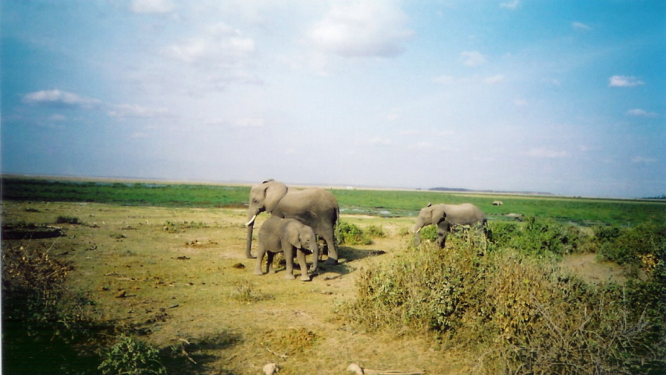 [23+Amboseli.jpg]