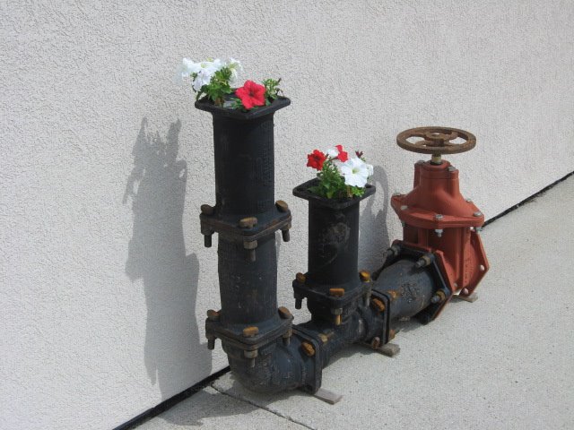 [pansies.JPG]