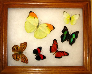 [0120-mounted-butterflies-l.jpg]