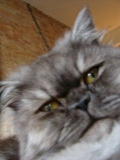 [british+long+hair+3+cat]