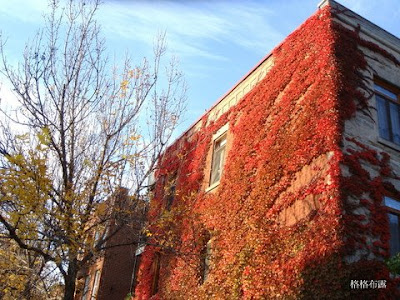 葡萄藤長毛紅地毯~人在 Montreal,慢慢活。