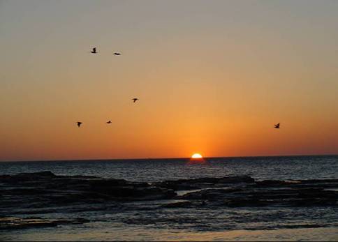 Pinoleras Wonderfull