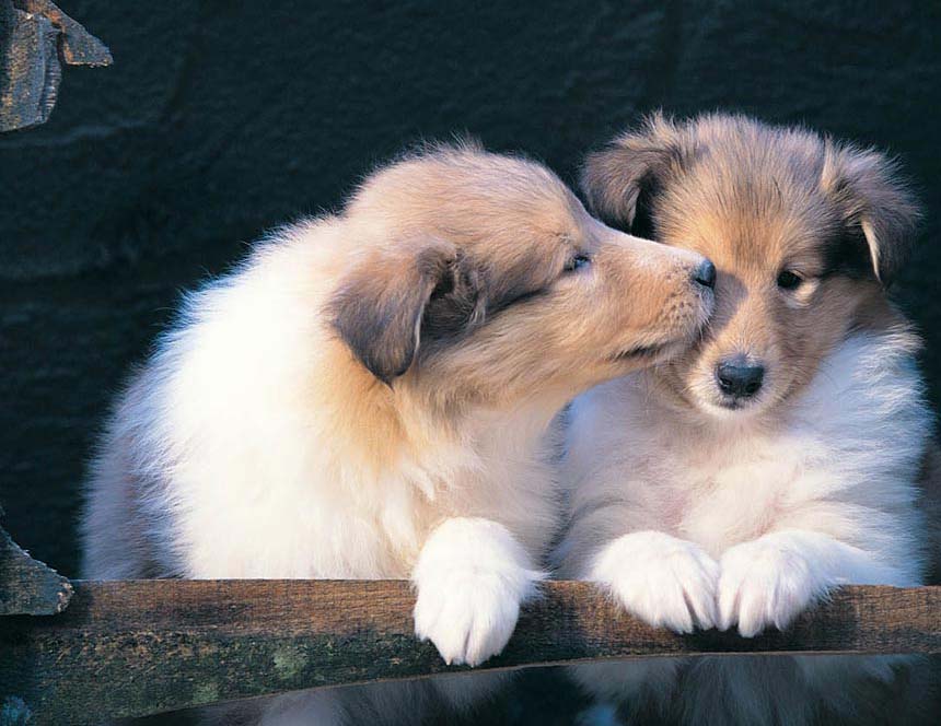Pets Smart Pets Smart