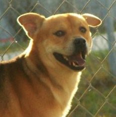 Shiba+inu+mixes