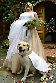 [Doginwedding.jpg]