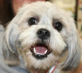 shih tzu cross cocker spaniel cocker spaniel mixed with shih tzu shih tzu cross cocker spaniel cocker spaniel mixed with shih tzu