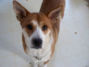 Small Dog Veterinarians Small Dog Veterinarians