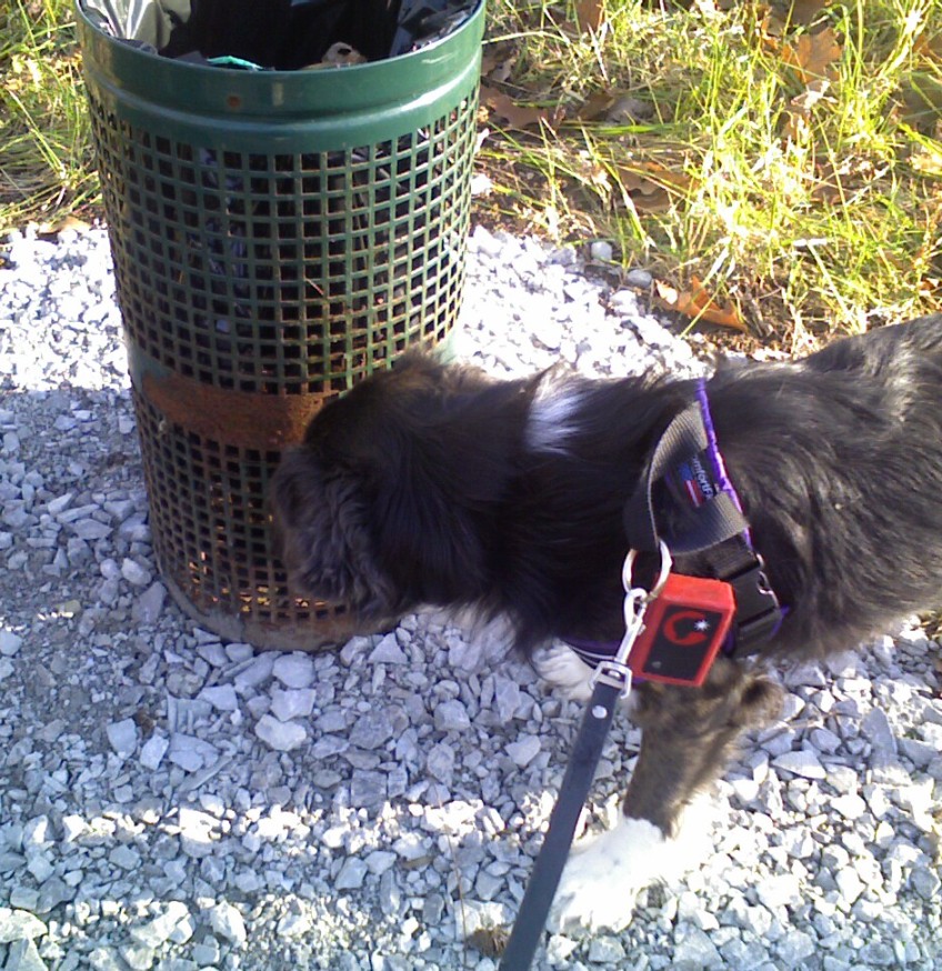 Dog Brush For Getting Burrs Out Dog Brush For Getting Burrs Out