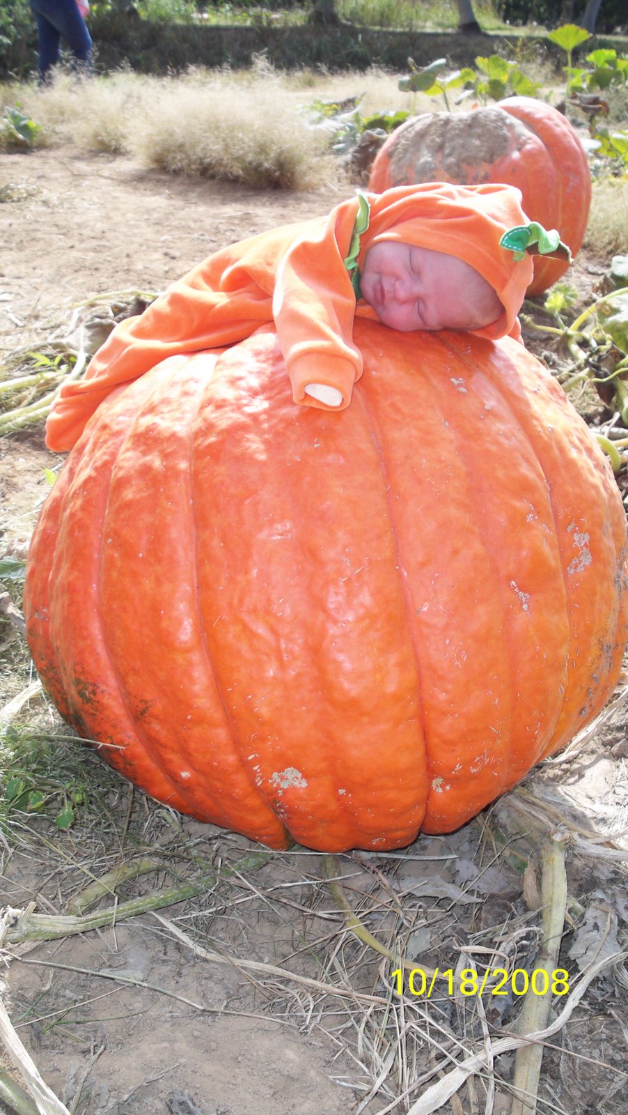 Taking a nap in the pumpkin patch