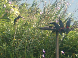 Toucans eating from our birdfeeder