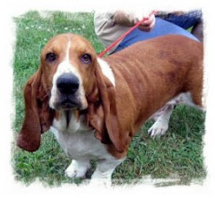 8/11/10"-"Bowser"~Basset Hound This poor guy is missing some one really bad. He howls cries paces..