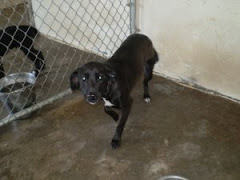 8/15/10 Urgent Black Lab Mason County Animal Shelter WV