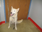 12/28/10 Great Dogs. Richland County Dog Warden-  MANSFIELD OH. Clic Pic