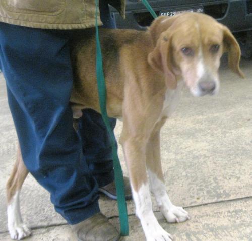 Transporting Dogs And Cats To Other States Transporting Dogs And Cats To Other States