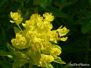 JmPtoPhotos: mai 2010 (euphorbe fleur mai )