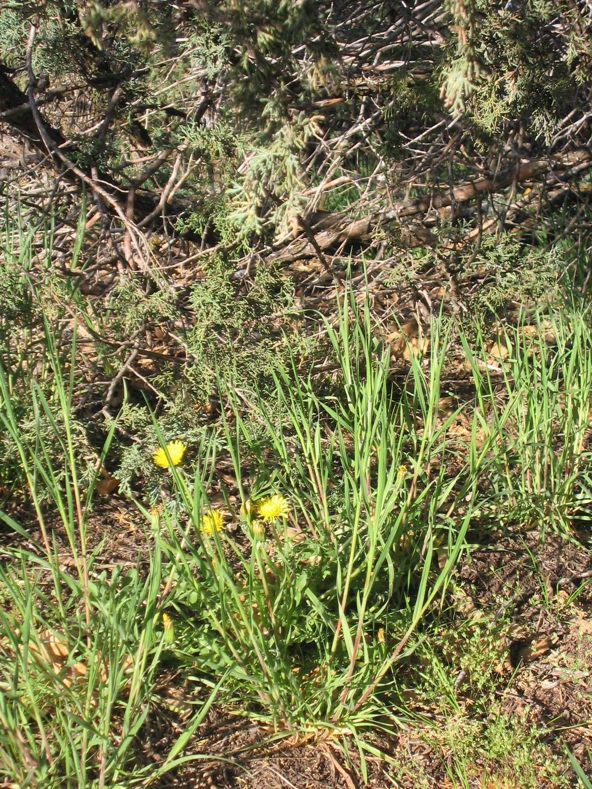 [May+Dandelions.JPG]