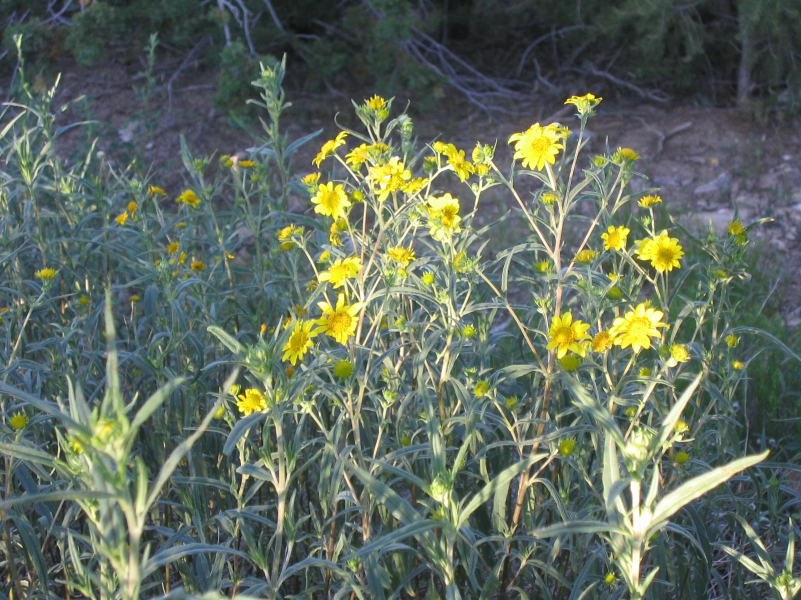 [Yellow+Aster+Close.JPG]