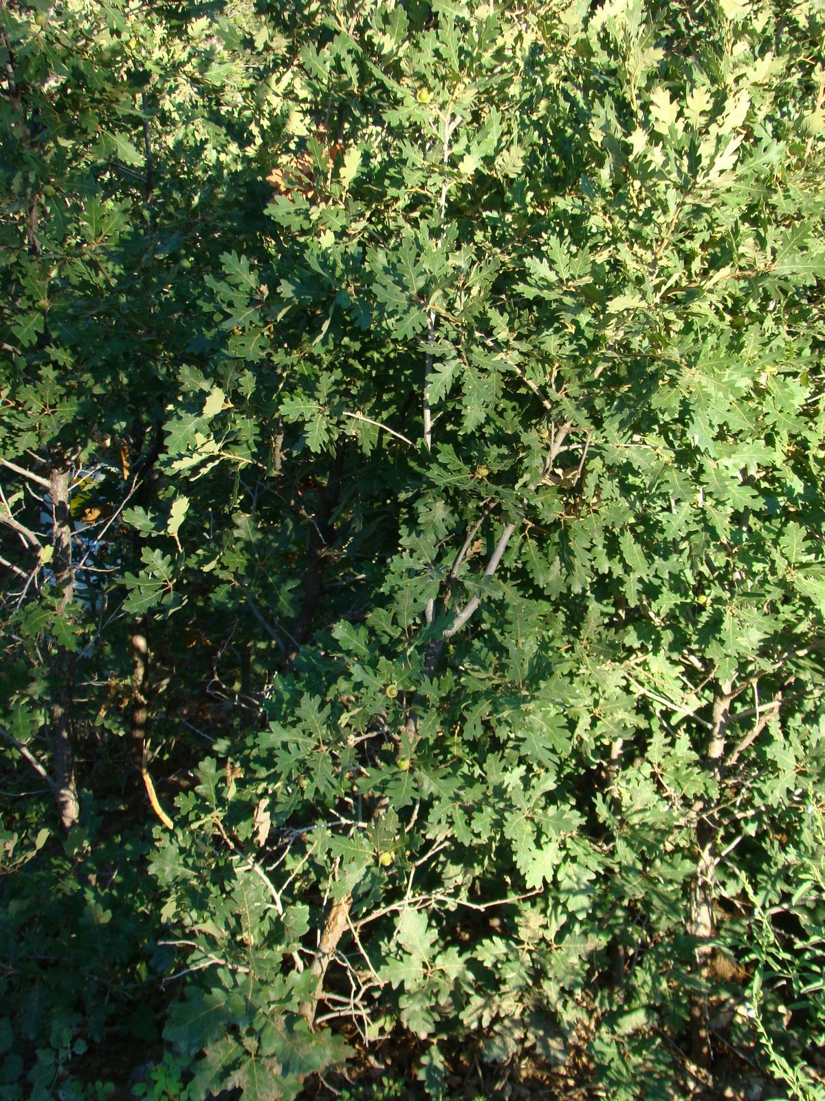 [DSC04415.JPG]