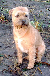 Mijn trouwe hulp in de tuin: de border terrier Doodle