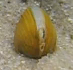 golden freshwater clam
