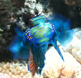 beautiful multi-colored mandarinfish beautiful multi-colored mandarinfish