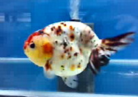 fancy ranchu goldfish fancy ranchu