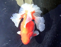tosakin goldfish tosakin goldfish