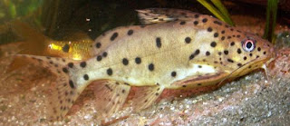 catfish species catfish species