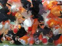 aquarium goldfish