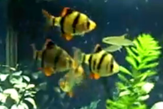 tiger barb fish