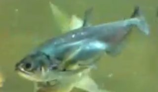 payara sabre tooth tetra payara sabre tooth tetra