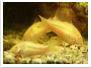 corydoras catfish corydoras catfish