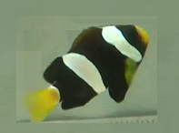 clarkii clown fish