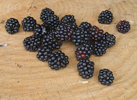 Freshly picked blackberries; photo by Val Phoenix
