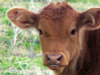 limousin baby calves cows cattle calf