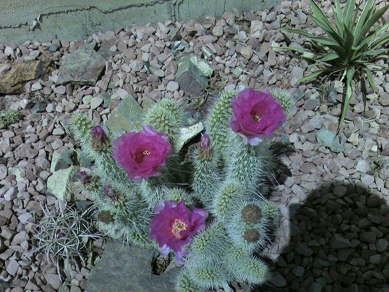 Hardy Cactus
