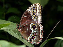 De Vlindertuin In Leidschendam