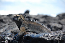 Marine Iguana