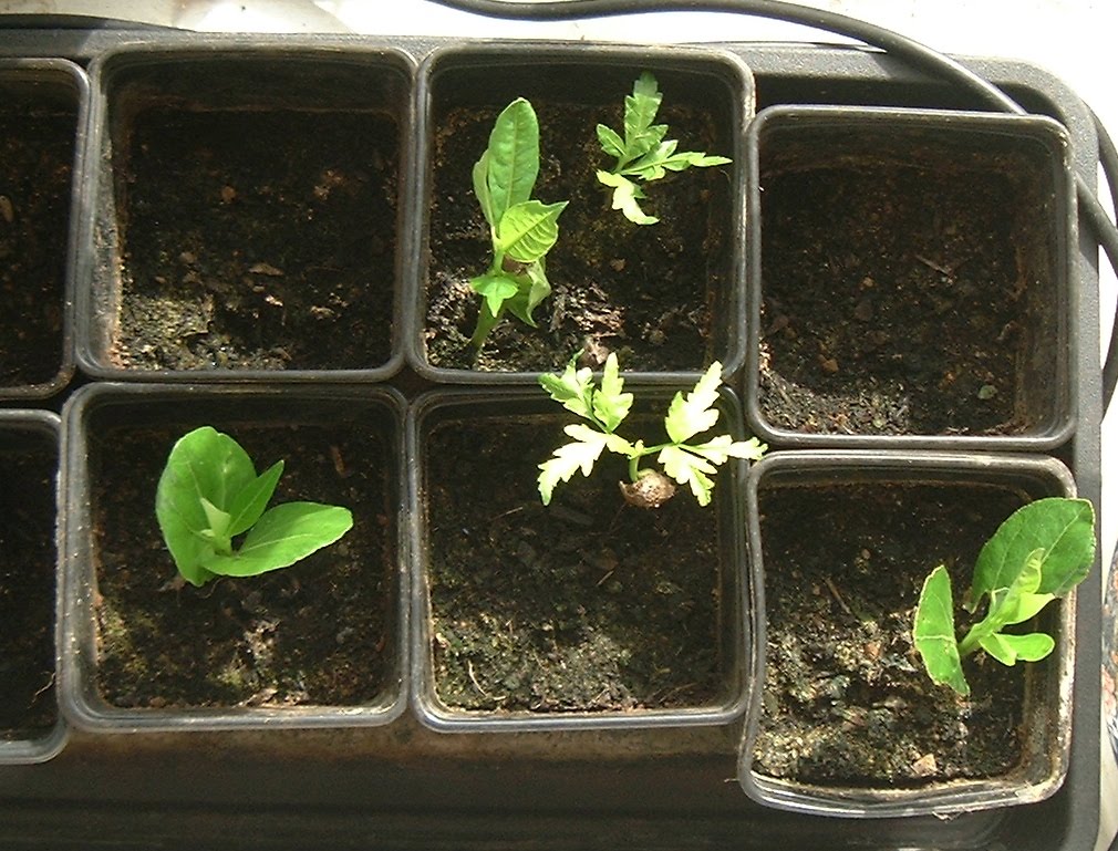 Essais de plantations de graines de Neem Neems+in+tray+crop