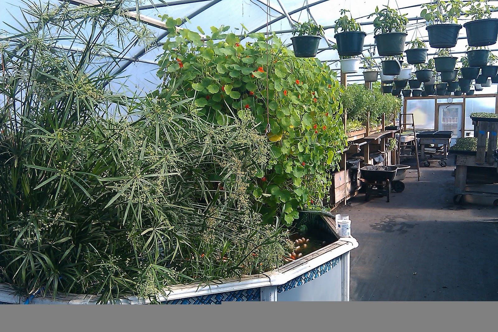 Tilapia Fish Pond Design