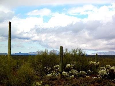sonoran desert arizona tucson