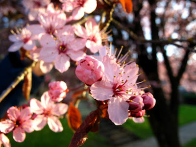 pink flowering tree photo by beth hemmila