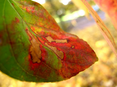 leaf pattern photo