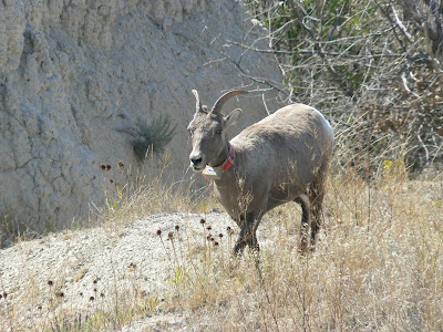 badlands bighorn sheep