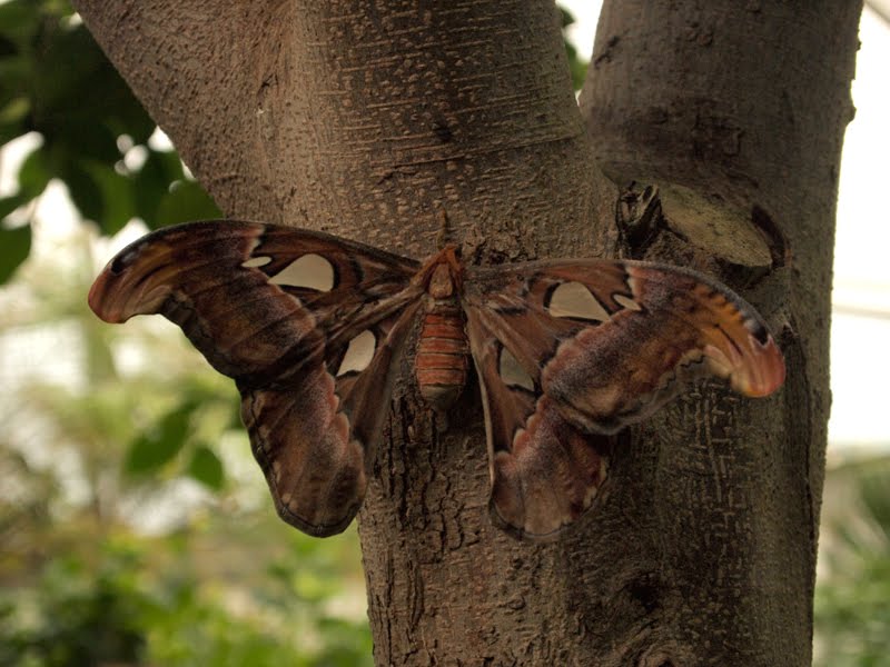 [schmetterling3.jpg]