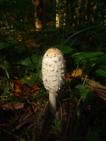 [P1030466.JPG]