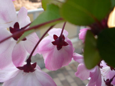 [P1060438.JPG]