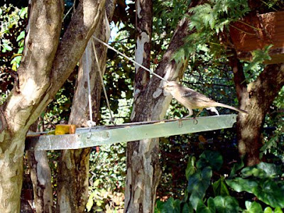 Muito verde e contato com a natureza no Ton's Restaurante, a morada de muitos pássaros e espécies nativas Muito verde e contato com a natureza no Ton's Restaurante, a morada de muitos pássaros e espécies nativas