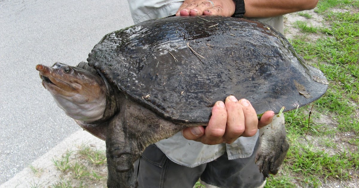 FWC adopts freshwater turtle ban
