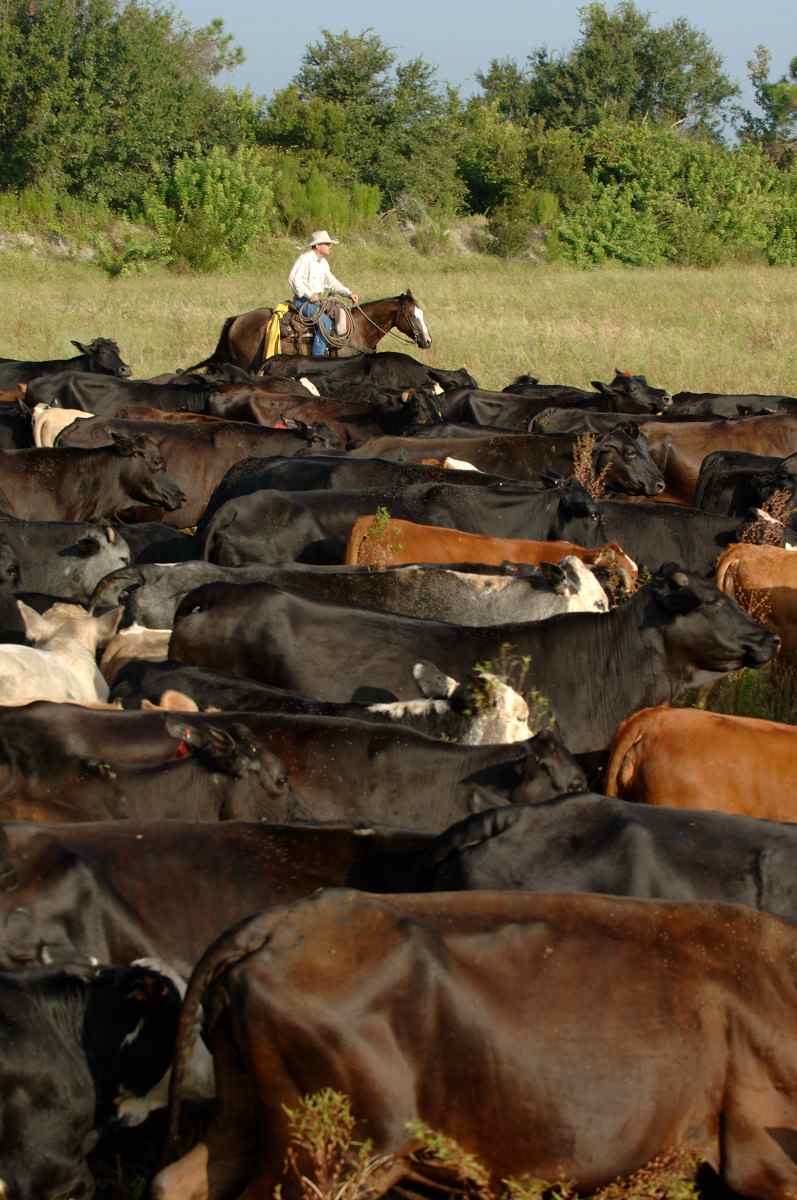 [11-2-09+Babcock+cattle.jpg]